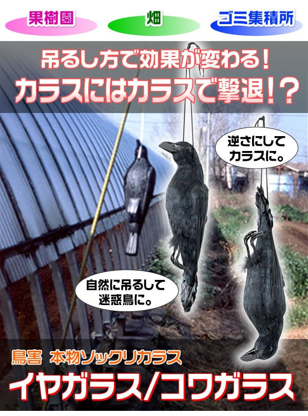 本物ソックリカラス イヤガラス ［代金引換：不可］
